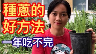 31如何種蔥的好方法！在家種上一盆一年吃不完！ [upl. by Buatti]