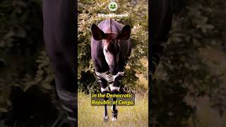 What Is an Okapi The Most Mysterious Animal in the World okapi facts wildlife amazinganimals [upl. by Haseena]