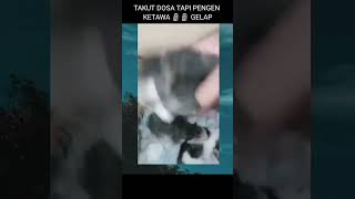 Kucing gepeng 🗿🗿🗿gelap short meme kocak subscribe like [upl. by Duwalt]