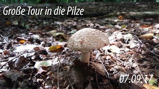 Große Tour in die Pilze  070917  Niedersachen [upl. by Merceer692]