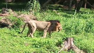 Hyderabad Nehru Zoological Park 🏞️ 🦁 [upl. by Beaner]