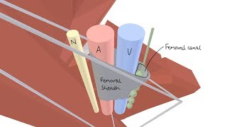 3D Tour of the Femoral Triangle [upl. by Bayard]