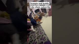 Playing time Scoopie and Buddy  like share subscribe petlover [upl. by Matrona]