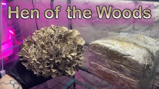 How to Grow Hen of the Woods Mushrooms Grifola frondosa Indoor Cultivation [upl. by Bradford]