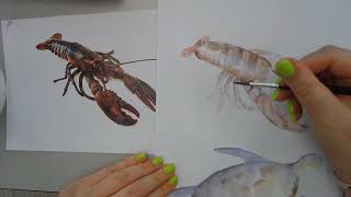 Lobster 2 Creating an underpainting of a Lobster [upl. by Namielus549]