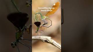 Damselflies Mating in Heart Shape shorts insects love [upl. by Novyaj89]