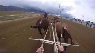 Critchlow Quarter Horses World Chariot Races Day 4 [upl. by Gerladina]