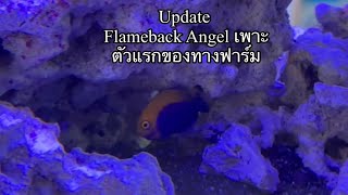 Flameback Angel Tank Raised [upl. by Ennayrb]