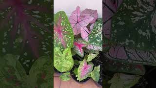 DATO CURIOSO SOBRE LOS CALADIUM  miviverofavorito [upl. by Kato]