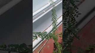 Comment Panna athana perukkum thanksnga gardening karumpoolan shortsviral [upl. by Mayce973]