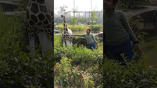 Siddhi Ne 🦒🦒🦒🦒Ko Pas Se Dekha 🥰🥰youtubeshorts sorts veral [upl. by Naujit]