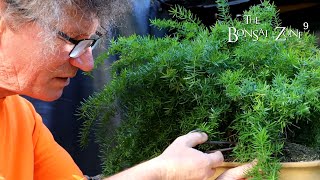 My Asparagus Fern Bonsai The Bonsai Zone Sept 2022 [upl. by Krum12]