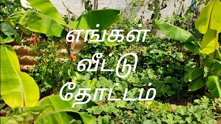 En Veetu Thottam  My Garden in Tamil  Home Garden  எங்க வீட்டு தோட்டம் [upl. by Anaytat]