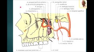 FOSA INFRATEMPORAL Y ARTERIA MAXILAR [upl. by Ahsiuqal]