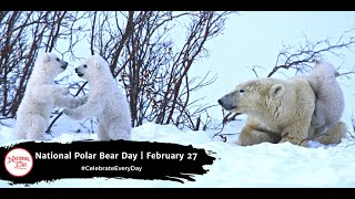 National Polar Bear Day  February 27 [upl. by Tharp949]