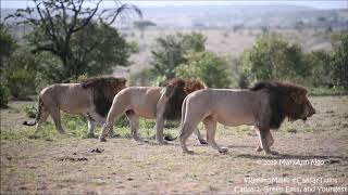 Rekero Males patrolling Maasai Mara lions CaesarTwins [upl. by Nauqyaj]