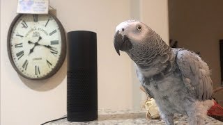 Smartest most conversational parrot ever Petra the home automation expert african grey [upl. by Jansson]