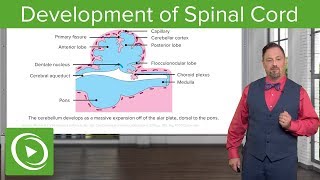 Development of Spinal Cord and Brainstem – Embryology  Lecturio [upl. by Saleme]