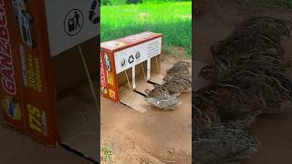 Fantastic DIY Quail Trap  Best Quail Trap Using Cardboard Box And Hole shorts [upl. by Ahsietal]