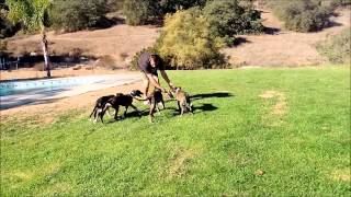 Lurcher Hounds Designer Pups Borzoi and Scottish Deerhound [upl. by Penni989]