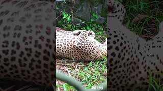 Leopard 🐆 Pinnawala zoo 🇱🇰 [upl. by Adnaugal]