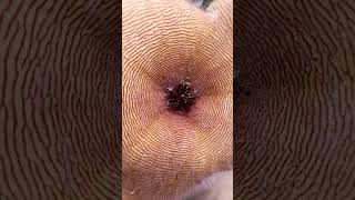 Stapelia gigantea pollination pollination stapelia succulent flowers houseplants garden video [upl. by Nay793]