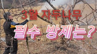 자두농장 이야기104 3월 자두나무 필수 방제는 [upl. by Celio227]