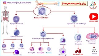 Hemopoiesis physiology।। Formation of blood cells ।। PATHOGENESIS ।। BarmanSir [upl. by Eimak]