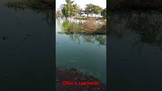 Olha a capivara [upl. by Nilahs]