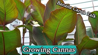 How to Grow Cannas amp Banana Canna Spotlight [upl. by Hendrik]