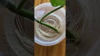 Grow a ton of tomato plants How to make new plants [upl. by Reynolds]