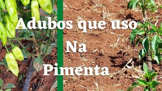 ADUBOS para cada fase da PIMENTA [upl. by Gurolinick]