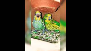 Baby Budgie parakeet screaming for first time [upl. by Chris]