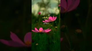 Surah Mulk With Urdu Translation  Al Mulk Surah  Mulk Surah Full  سورۃ الملک [upl. by Tooley841]