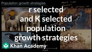 rselected and Kselected population growth strategies  High school biology  Khan Academy [upl. by Ajay]