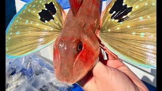 Catching my PB 12kg Gurnard Epic Carrot Year [upl. by Lucas628]