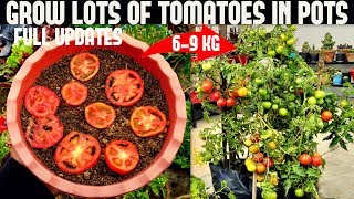 How To Grow Tomatoes At Home SEED TO HARVEST [upl. by Llehsyt]