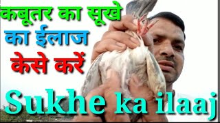 Kabutar ka sukhe ka ilaaj kese kare by Chaman kumar [upl. by Franciskus392]