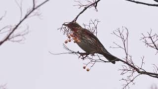 Redwing in Fenton [upl. by Maroj]