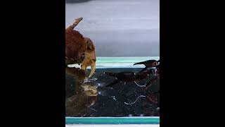 Crab vs Scorpion crab scorpion shorts youtubeshorts viral animals fyp [upl. by Elyk]