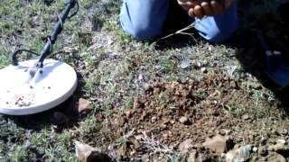 Gold detecting in central queensland Nice nugge [upl. by Norvell]