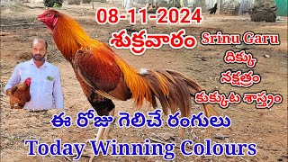 08 November 2024 Today Winning Colourskukkutasastram SrinuGariFarms SrinuGaruSGF [upl. by Einama2]