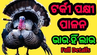 ଟର୍କୀ ପକ୍ଷୀ କେମିତି ପାଳନ କରିବେ llHow to start turkey bird business odisha [upl. by Martita416]