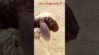 Tetanus treatment in sheep and goats youtubeshorts viralvideo tetanus tetanusvaccine [upl. by Rhett]