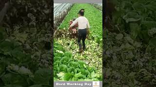 The Process Of Cutting Cabbage [upl. by Nolita]