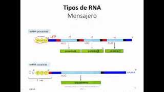 Ayudantía BioCel Expresión genética 13 Introducción y tipos de RNA [upl. by Nalyt]