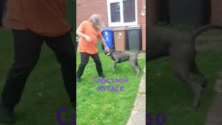 CANE CORSO ATTACK labrador corsopups corsolove attackdog greatdane [upl. by Ilanos]