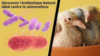 Découvrez lAntibiotique Naturel Idéal contre les Salmonellose [upl. by Knowling]