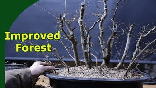 Improving a Zelkova Bonsai Forest Adding trees amp repotting [upl. by Squires]