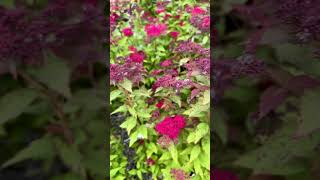 Transform Your Garden with Double Play Doozie Spirea 🌸🌿 ThePreppyGardener [upl. by Lewendal]